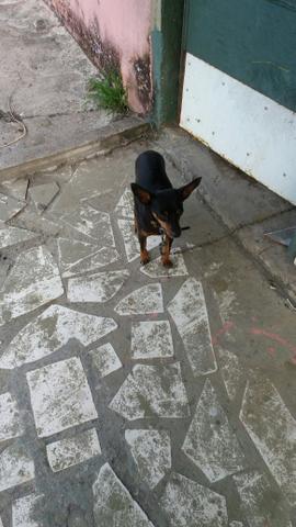 Cachorro pinscher 150