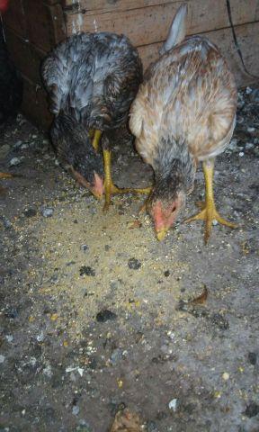 Frangos de índio 100% bico curto