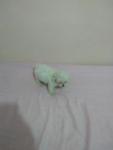 Poodle micro miniatura macho