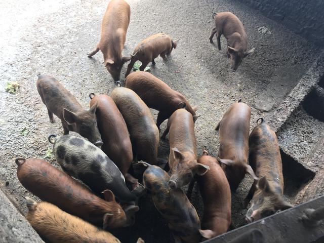 Vendo leitões porcos todos os tamanhos