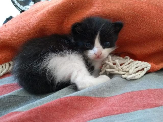 Doação de três gatinhos