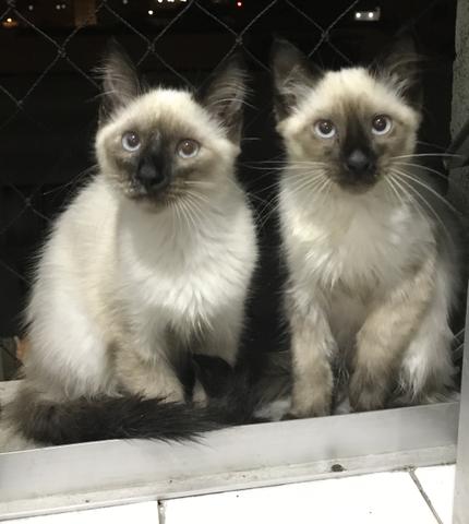 Três fêmeas para adoção