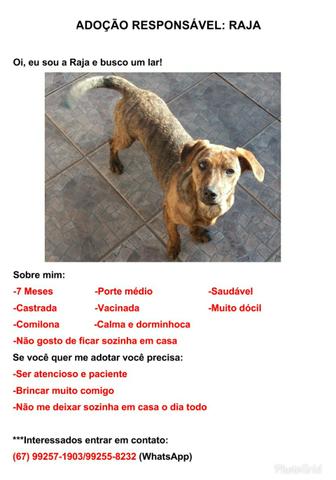 Adoção responsável cadelas castradas e vacinadas