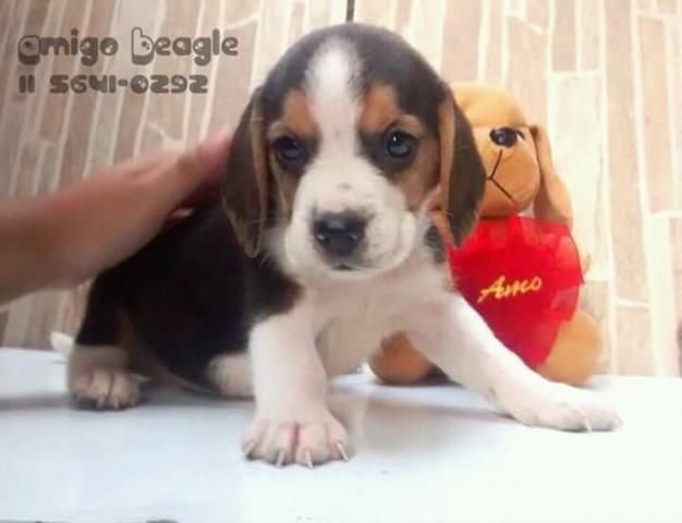 Beagle Promoção 13 Whats 