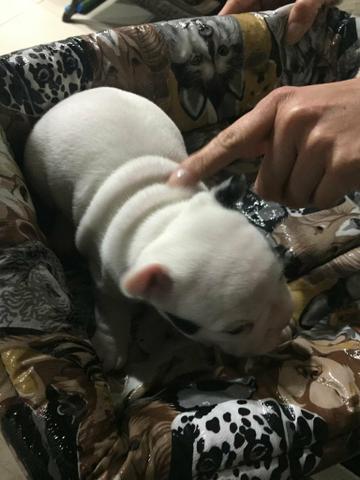 Bulldog Francês Fêmea