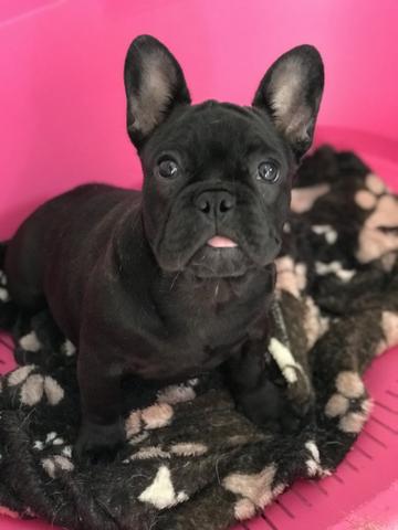 Fêmea tigrado fechado