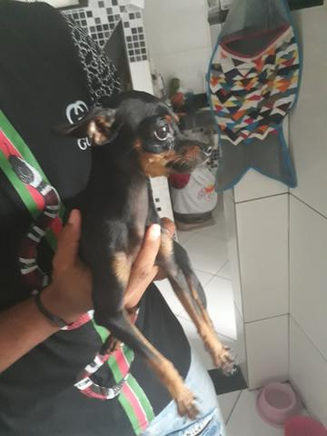 Pinscher