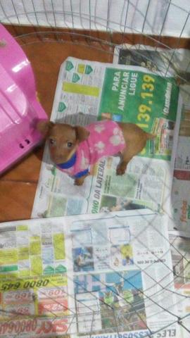Pinscher fêmea 3 meses