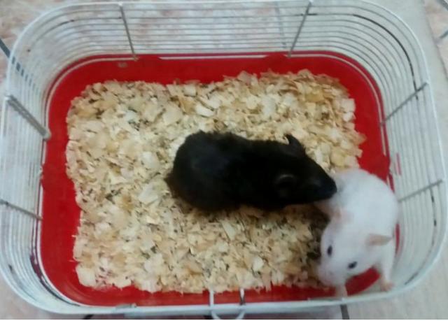 02 Hamsters Sirio (casal) - Nao vendo avulso, apenas o casal
