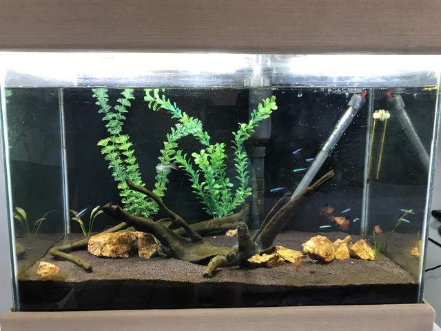AQUARIO COMPLETO 80lt - PRA VENDER RÁPIDO