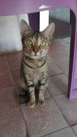 Gatinha para adoção