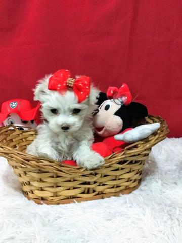 Linda maltês fêmea Mini (12x no cartão de crédito)