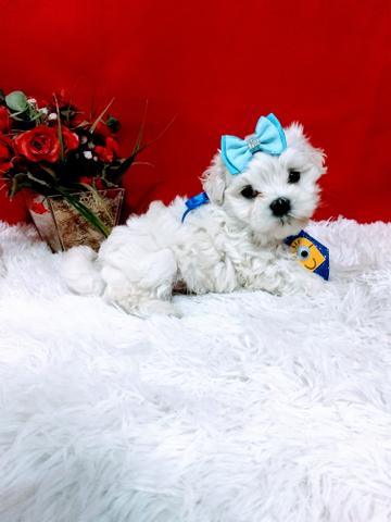 Lindo macho mini maltês