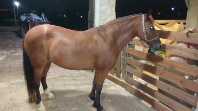 Égua Mangalarga sem documento