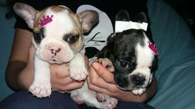 Bulldog frances femeas a pronta entrega!!!