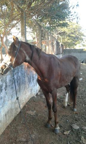 Egua manga larga marcha picada