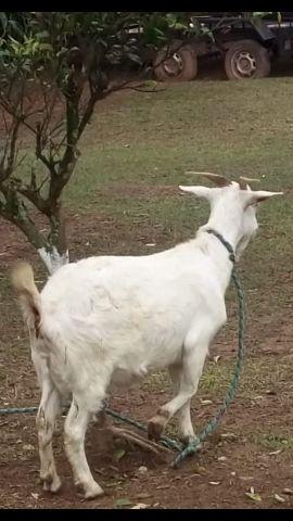 Linda cabra saanen prenha