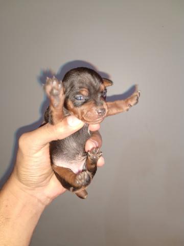 Pinscher