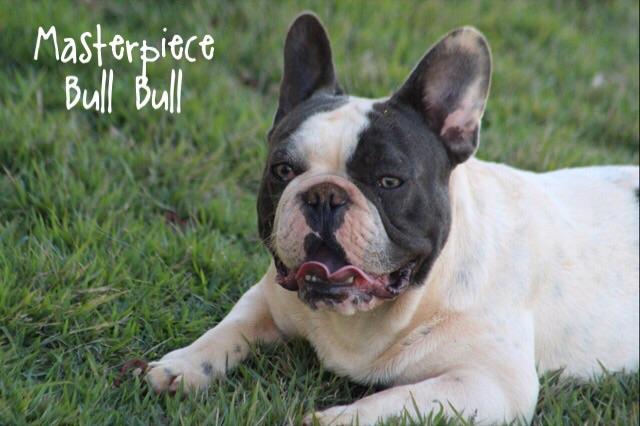 Bulldog Frances Blue Pied para Cobertura