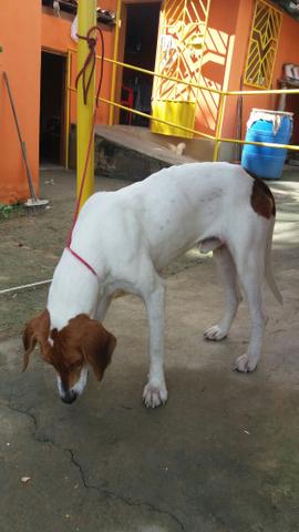 Cachorro americano com Beagle