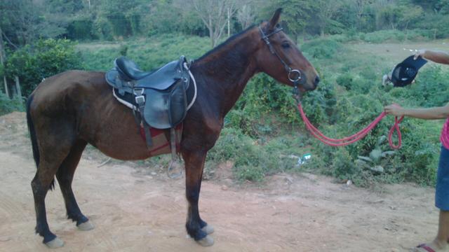 Egua macha picada  pra sai rapido