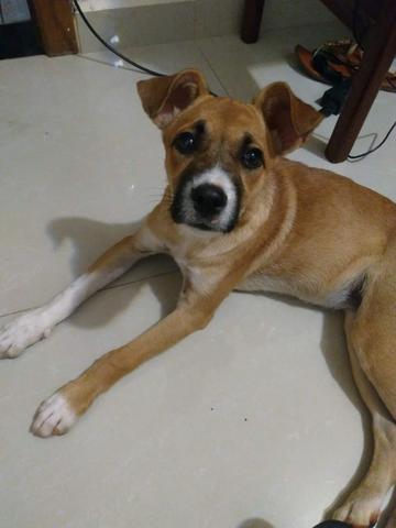 Labrador Doação de cachorro - Sem raça definida, fêmea, 4 meses