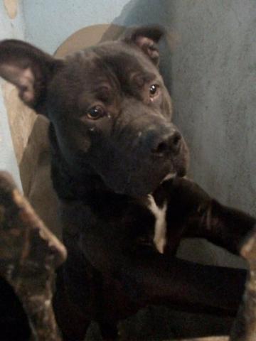 Pitbull Staffordshire