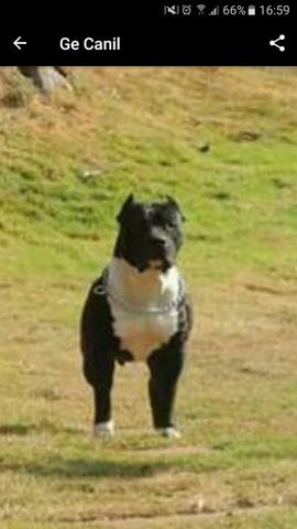 Vende-se Linda fêmea