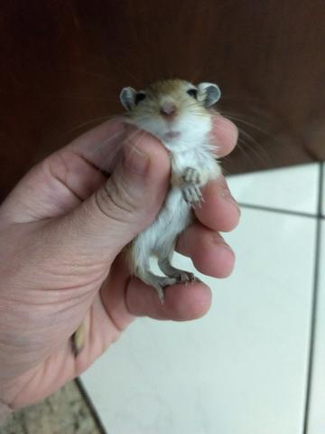 Esquilo da Mongólia