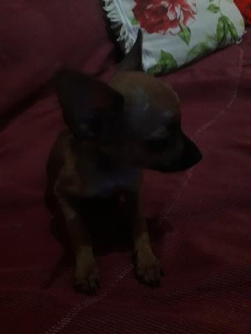 Pinscher número 1