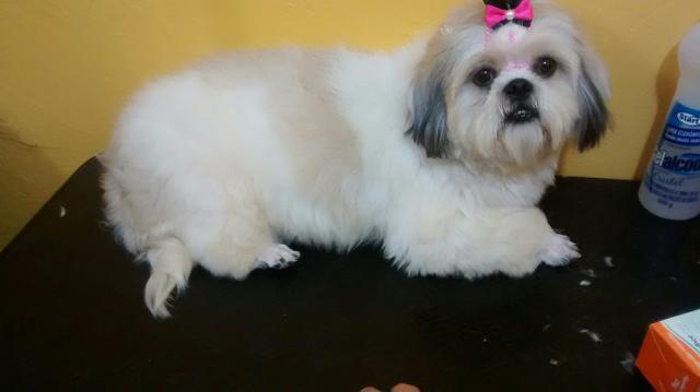 Shi tzu