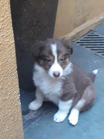 Border Collie Femea