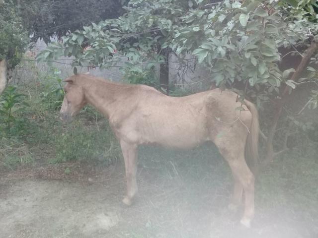 Cavalo baio muito manso