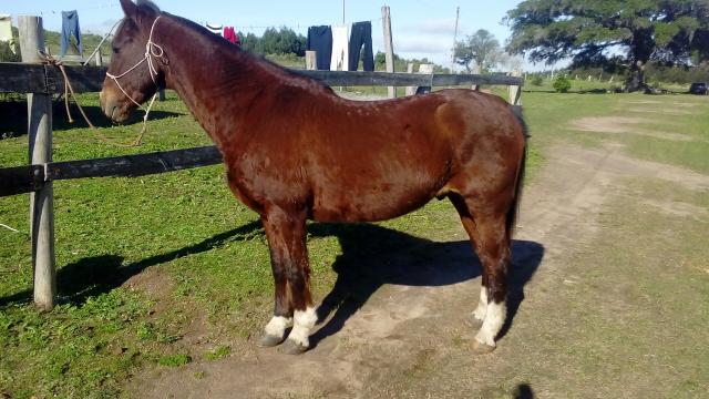 Manço e de confiança