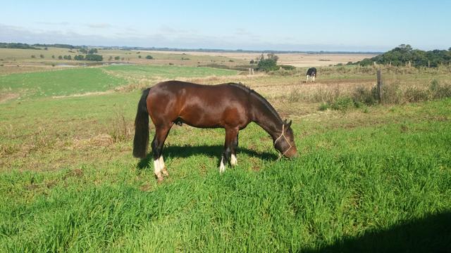 Potranco pra investidores da raça!!