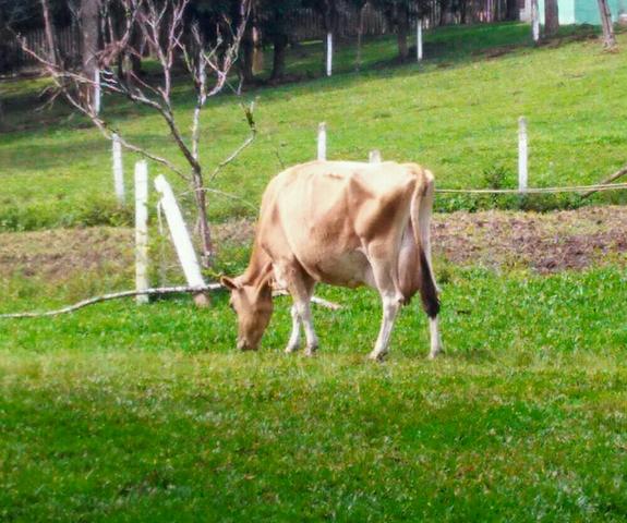 Vacas Jersey PO