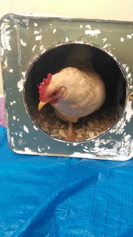 Compro chabo Nagasaki