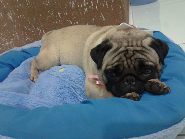 Fêmea de pug no cio!Preço de ocasião!