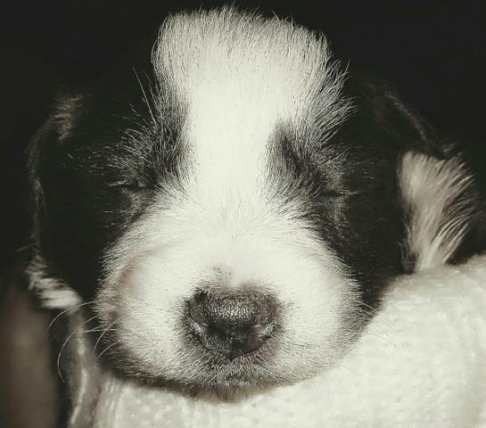 Linda fêmea Border Collie