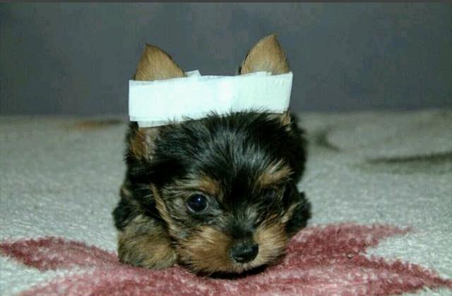 Yorkshire fêmea c Pedigree