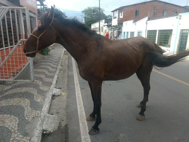 Cavalo MM cm Cl de picado. o Pai é Puro MM. mae MM com Campo Lino