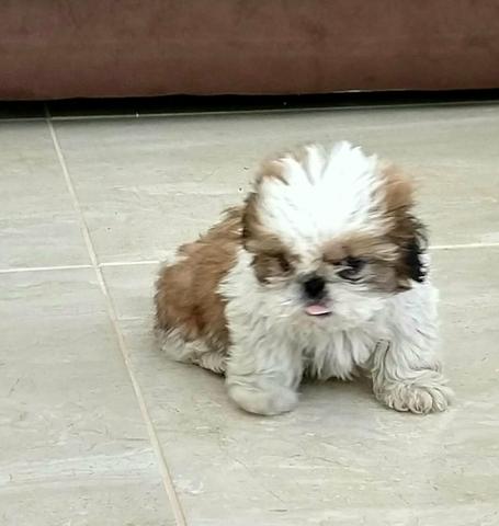 Shitzu macho  reais parcelo no cartão.