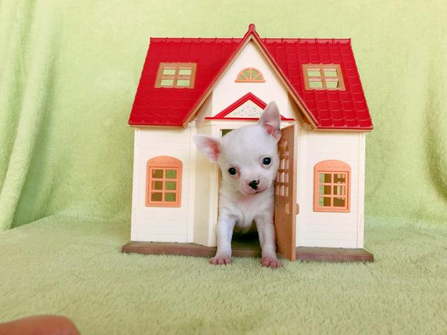 Chihuahua branco Legítimo Micro
