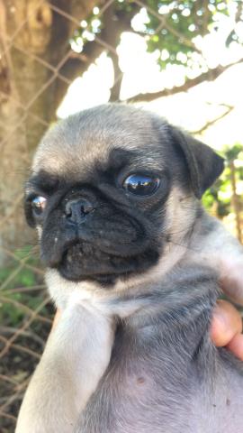 Pug femea