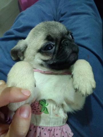 Pug fêmea  avista