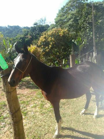 Égua Argentina Pura