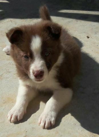 Border Collie (Fêmea)