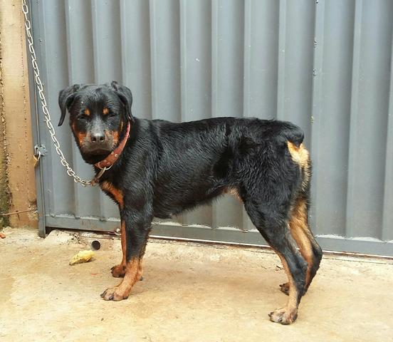 Cachorro rotweiler urgente