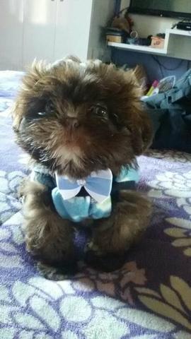 Lindo Shih tzu macho