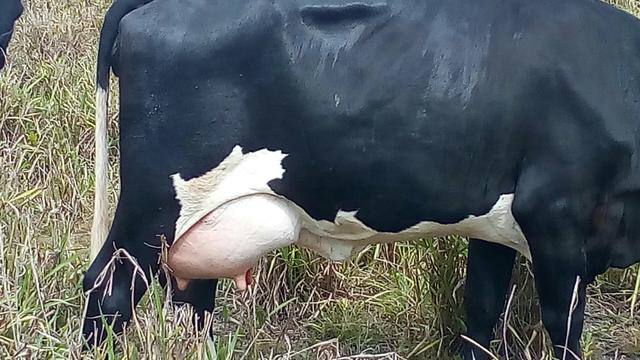 Vaca leitera primeira cria